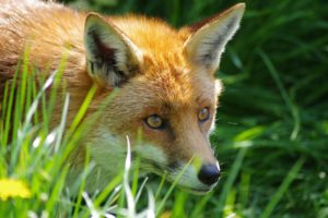 fox, Animal, Grass