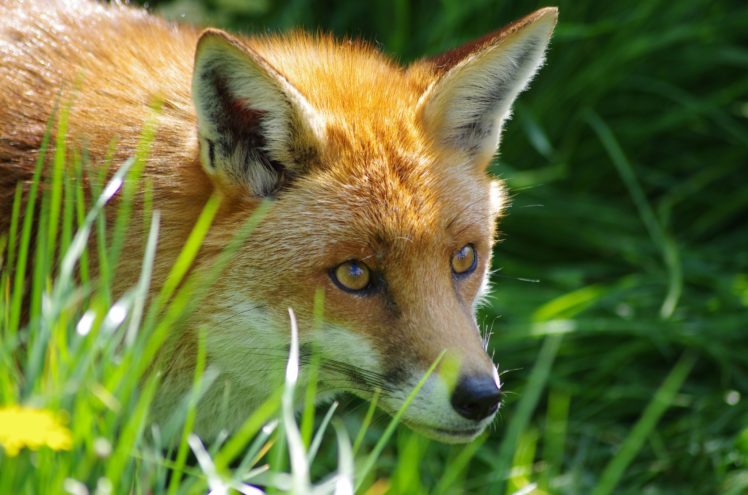 fox, Animal, Grass HD Wallpaper Desktop Background