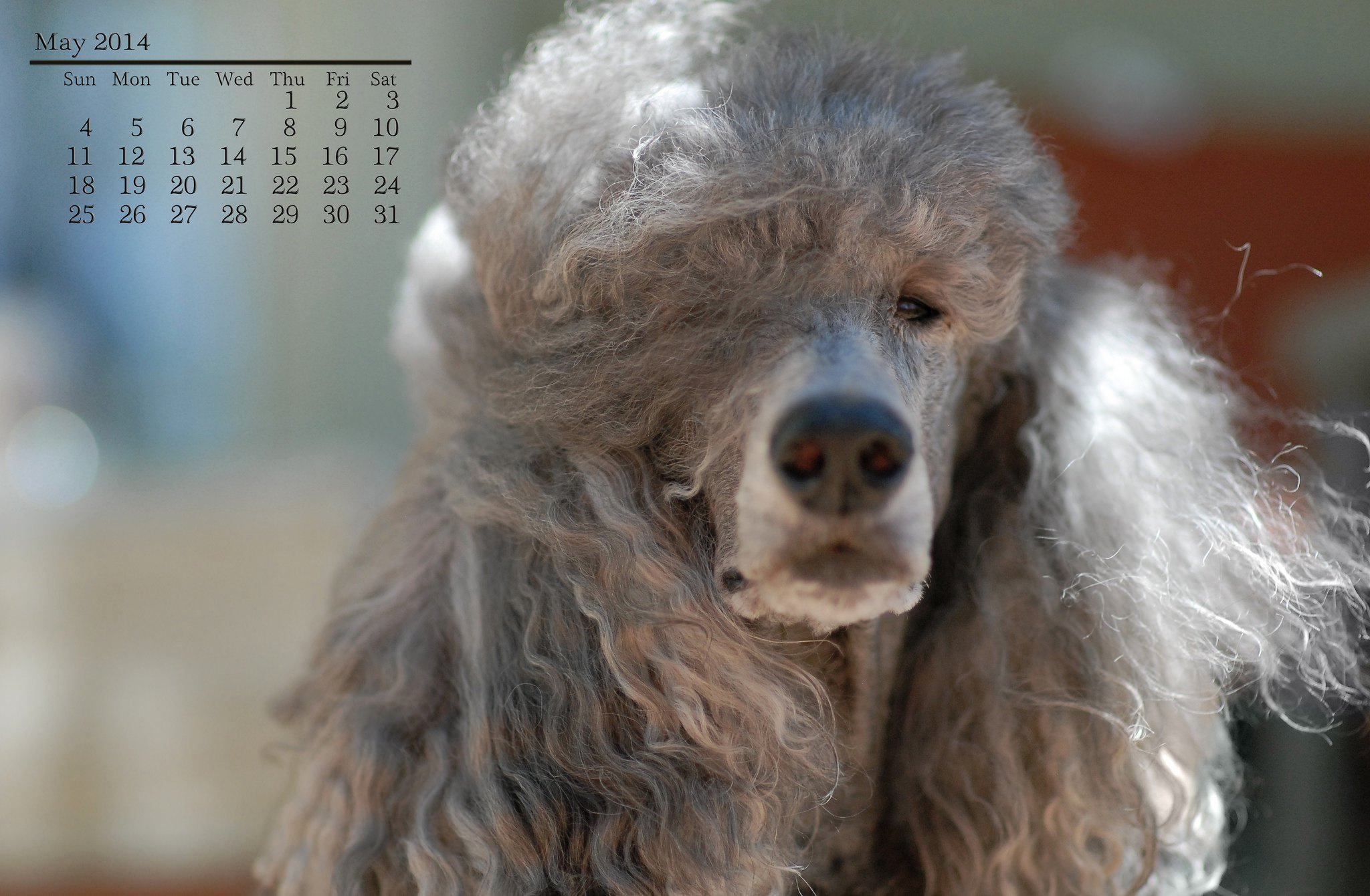 poodle, Dog, Dog, Gray, Calendar, May, 2014 Wallpaper