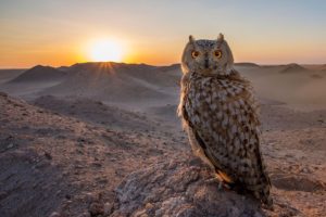 owl, Bird, Sunset