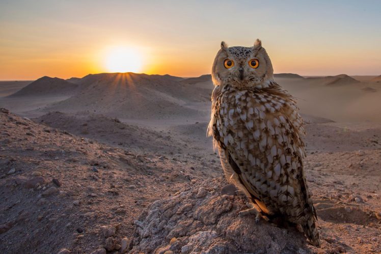 owl, Bird, Sunset HD Wallpaper Desktop Background