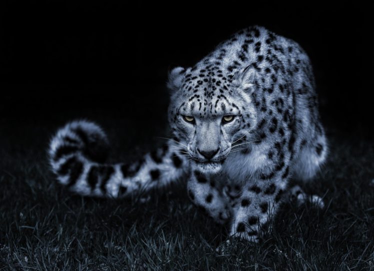 snow, Leopard, Black, And, White, Posture, Eyes, Cat HD Wallpaper Desktop Background