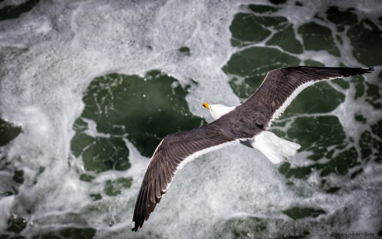 seagull, Bird HD Wallpaper Desktop Background