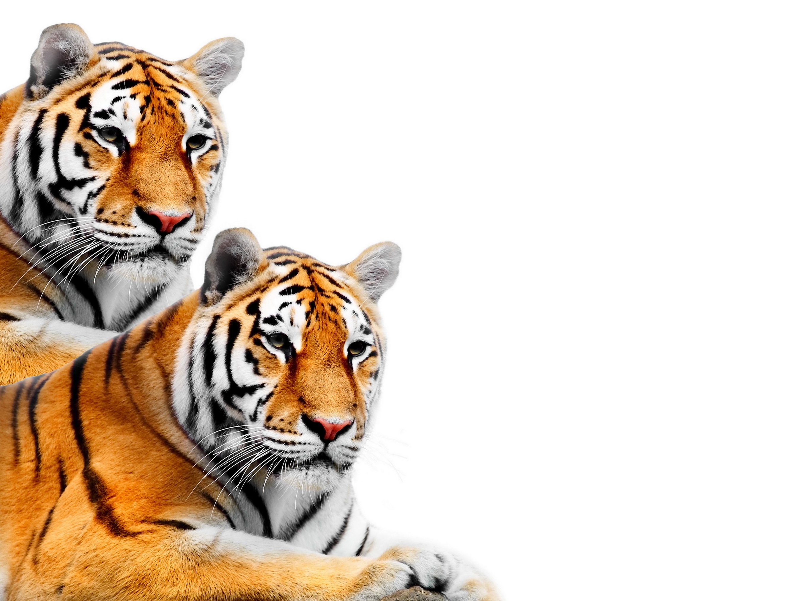 tigers, Big, Cats, Two, Animals, Tiger Wallpaper