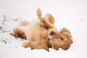 snow, Look, Dog, Friend, Winter