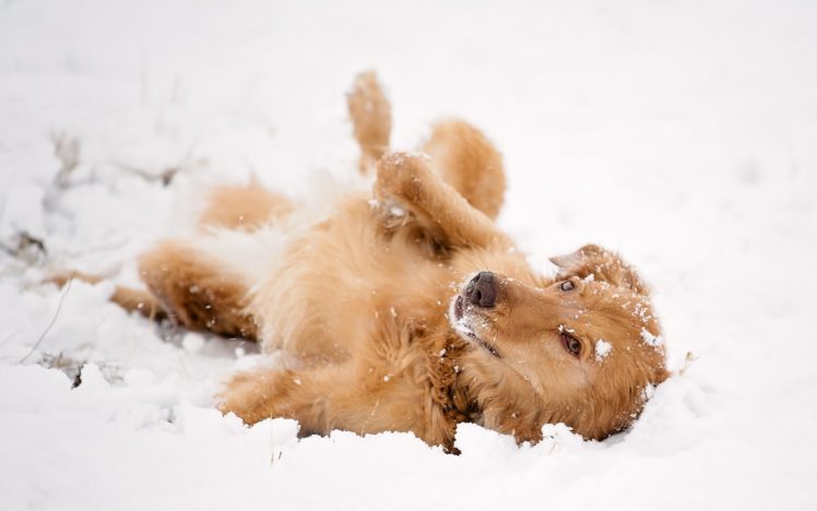 snow, Look, Dog, Friend, Winter HD Wallpaper Desktop Background