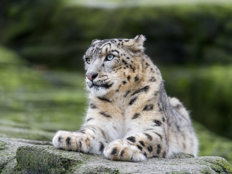 snow, Leopard, Wild, Cat, Predator, Vacation, Stone HD Wallpaper Desktop Background