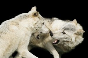 wolves, White, Two, Animals, Wolf
