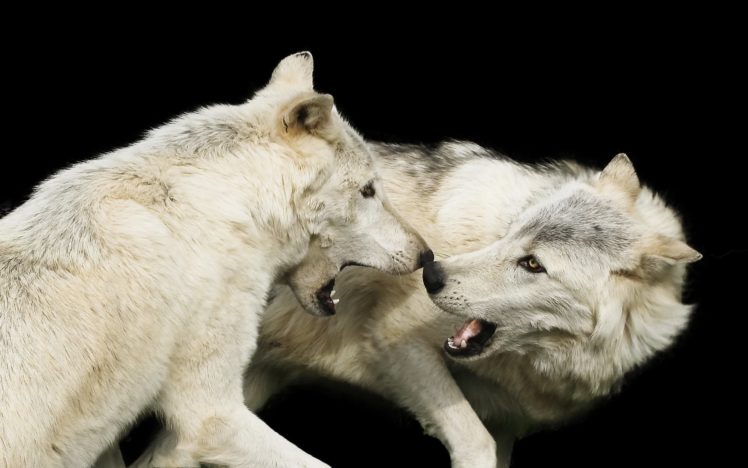 wolves, White, Two, Animals, Wolf HD Wallpaper Desktop Background