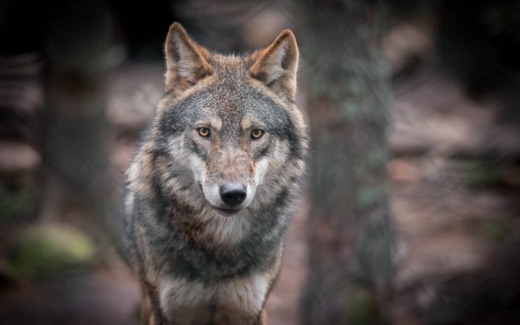 wolves, Glance, Animals, Wolf HD Wallpaper Desktop Background
