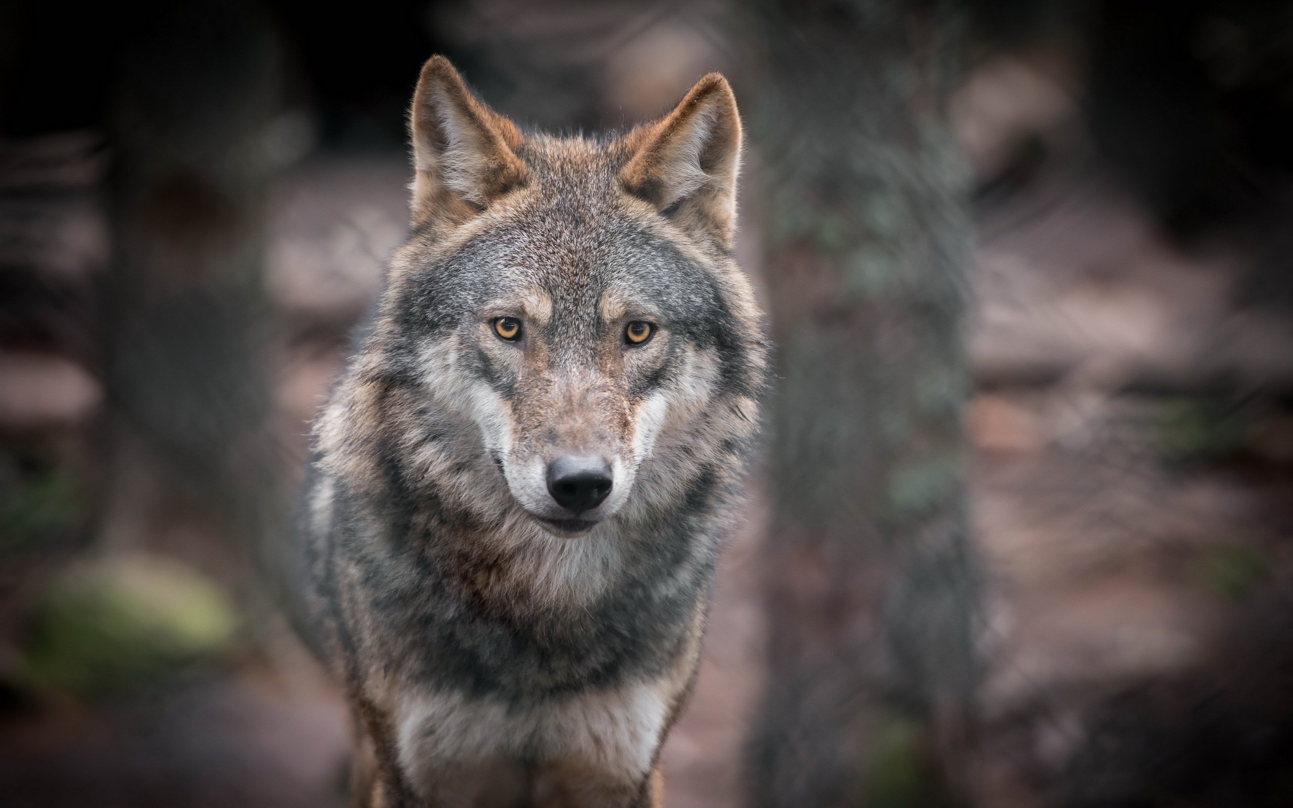 wolves, Glance, Animals, Wolf Wallpaper