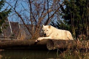 wolves, Arctic, Wolf, White, Animals