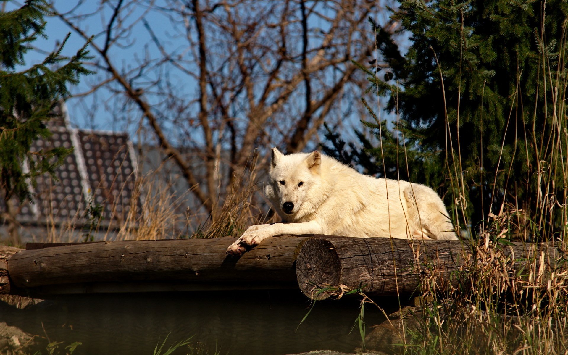 wolves, Arctic, Wolf, White, Animals Wallpaper