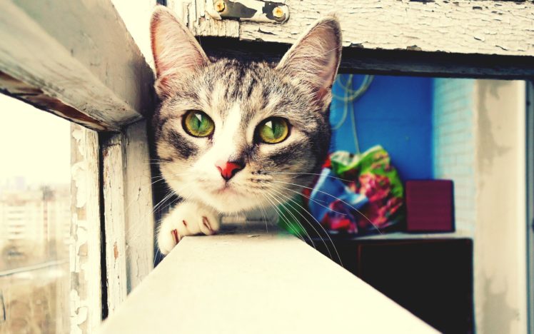 cat, With, Green, Eyes HD Wallpaper Desktop Background