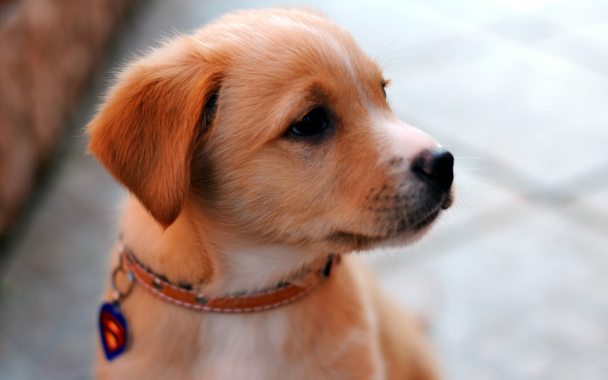 cute, Puppy, With, Sensitive, Eyes Wallpaper