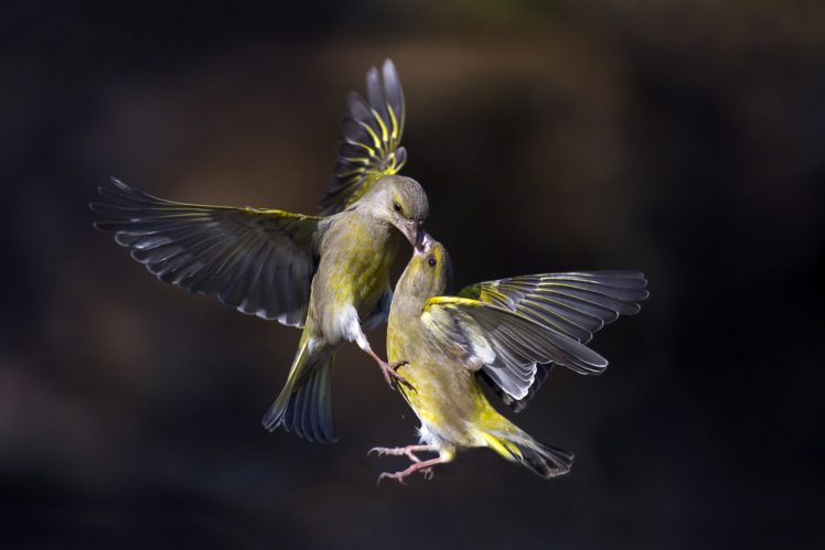 birds, Flying HD Wallpaper Desktop Background