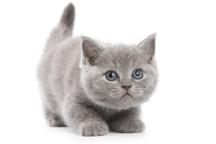 cat, Kitten, Gray HD Wallpaper Desktop Background