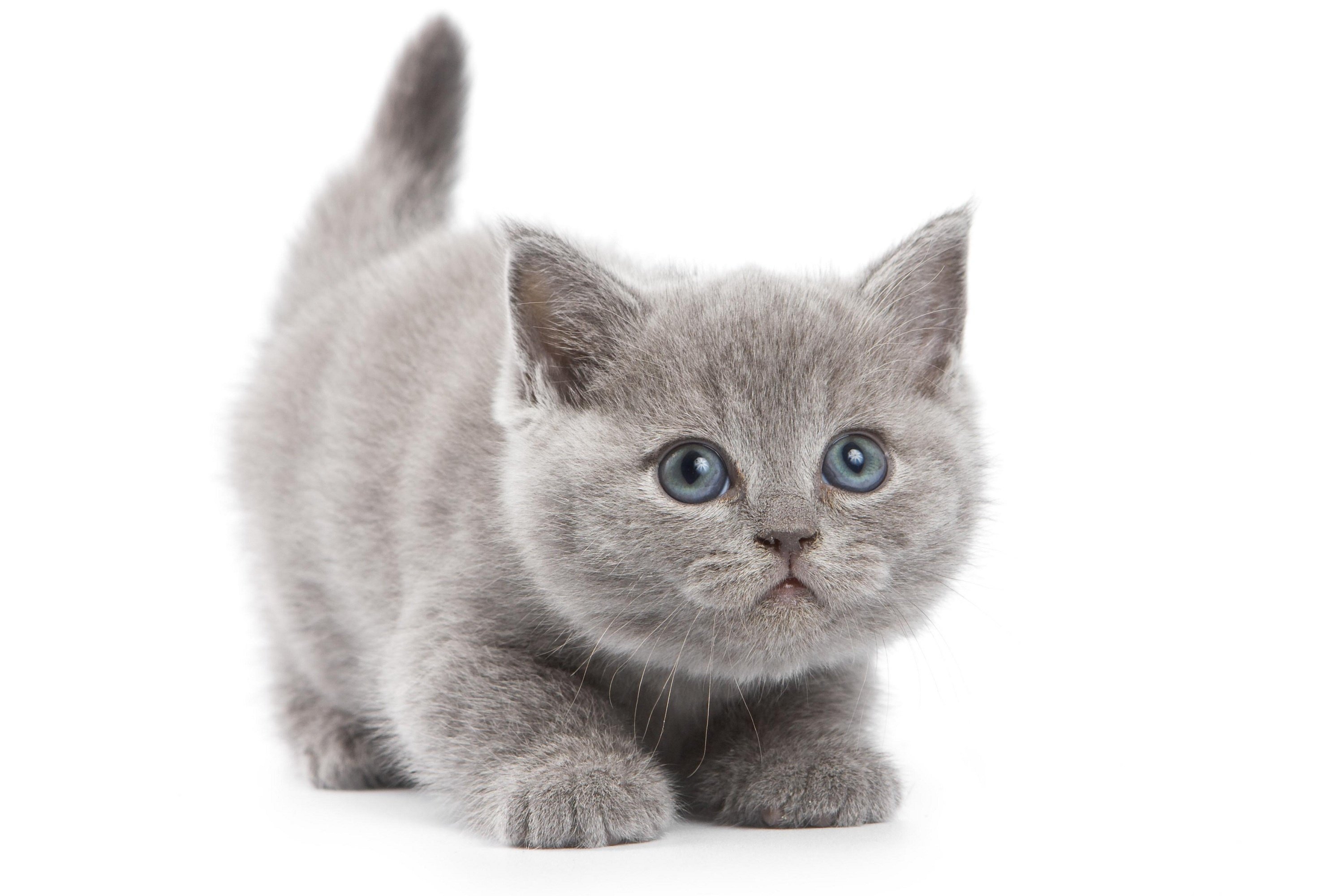 cat, Kitten, Gray Wallpaper