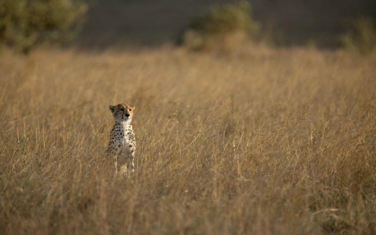 cheetah, Wild, Cat, Predator, Face, Grass, Watching HD Wallpaper Desktop Background