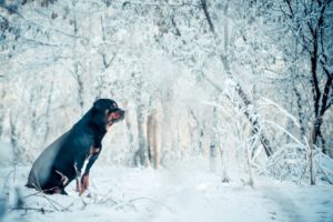 dog, Winter, Each