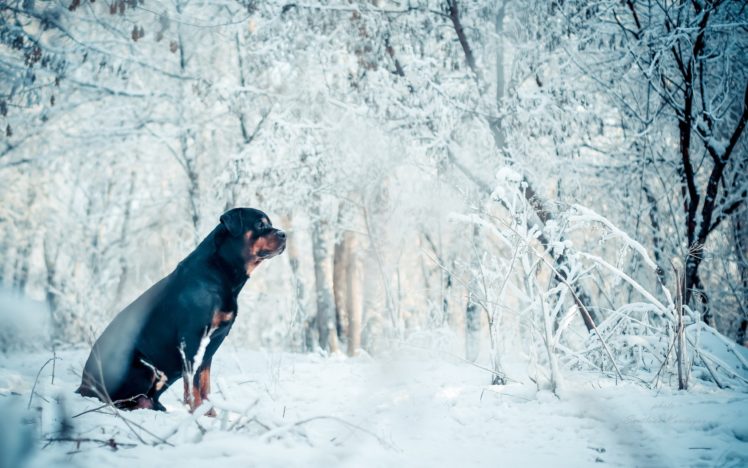 dog, Winter, Each HD Wallpaper Desktop Background