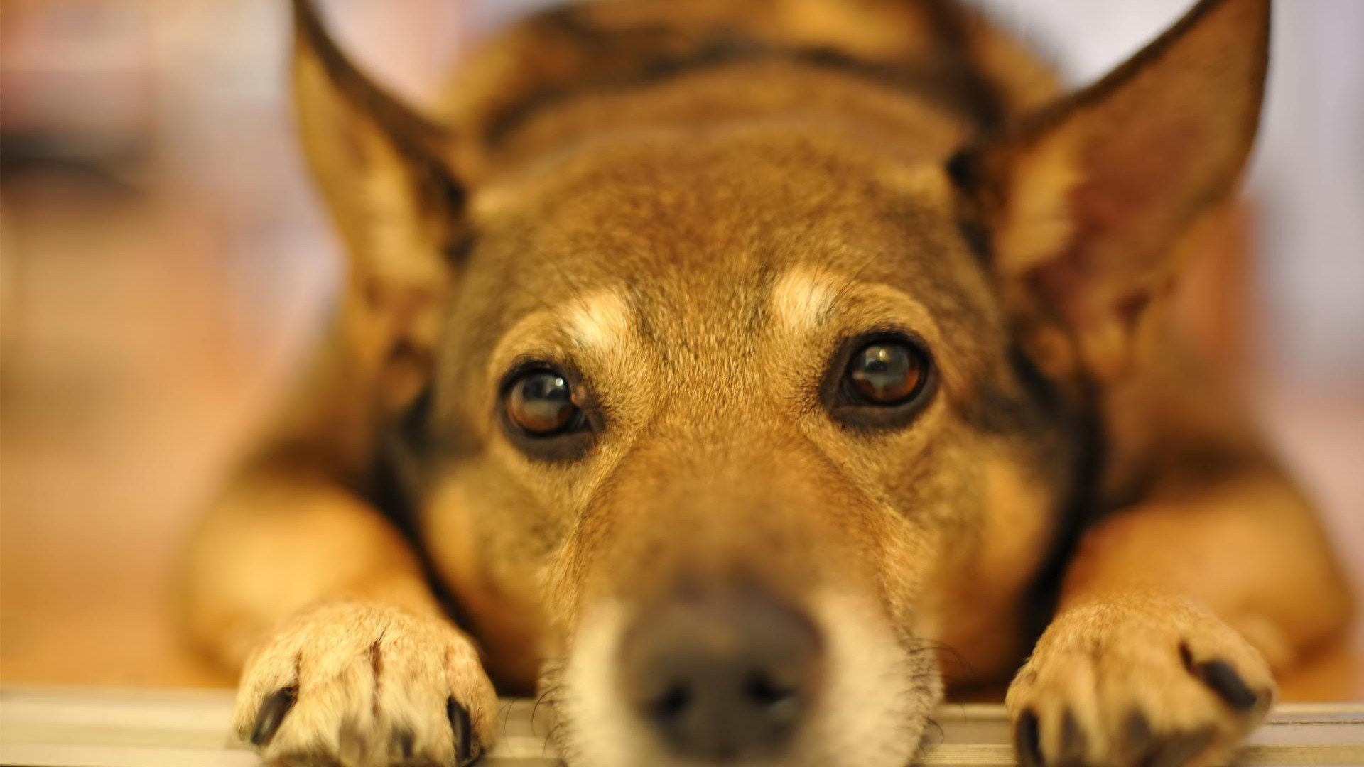 doggie, Pechalka Wallpaper
