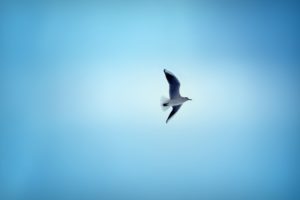 flight, Wings, Bird, Sky, Background, Blue