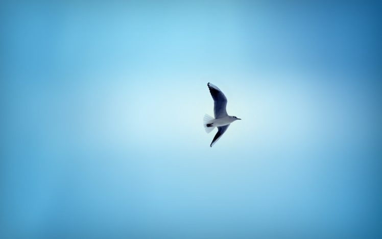 flight, Wings, Bird, Sky, Background, Blue HD Wallpaper Desktop Background