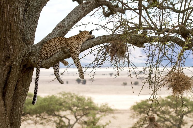 leopard, Wild, Cat, Predator, Tree, Vacation HD Wallpaper Desktop Background