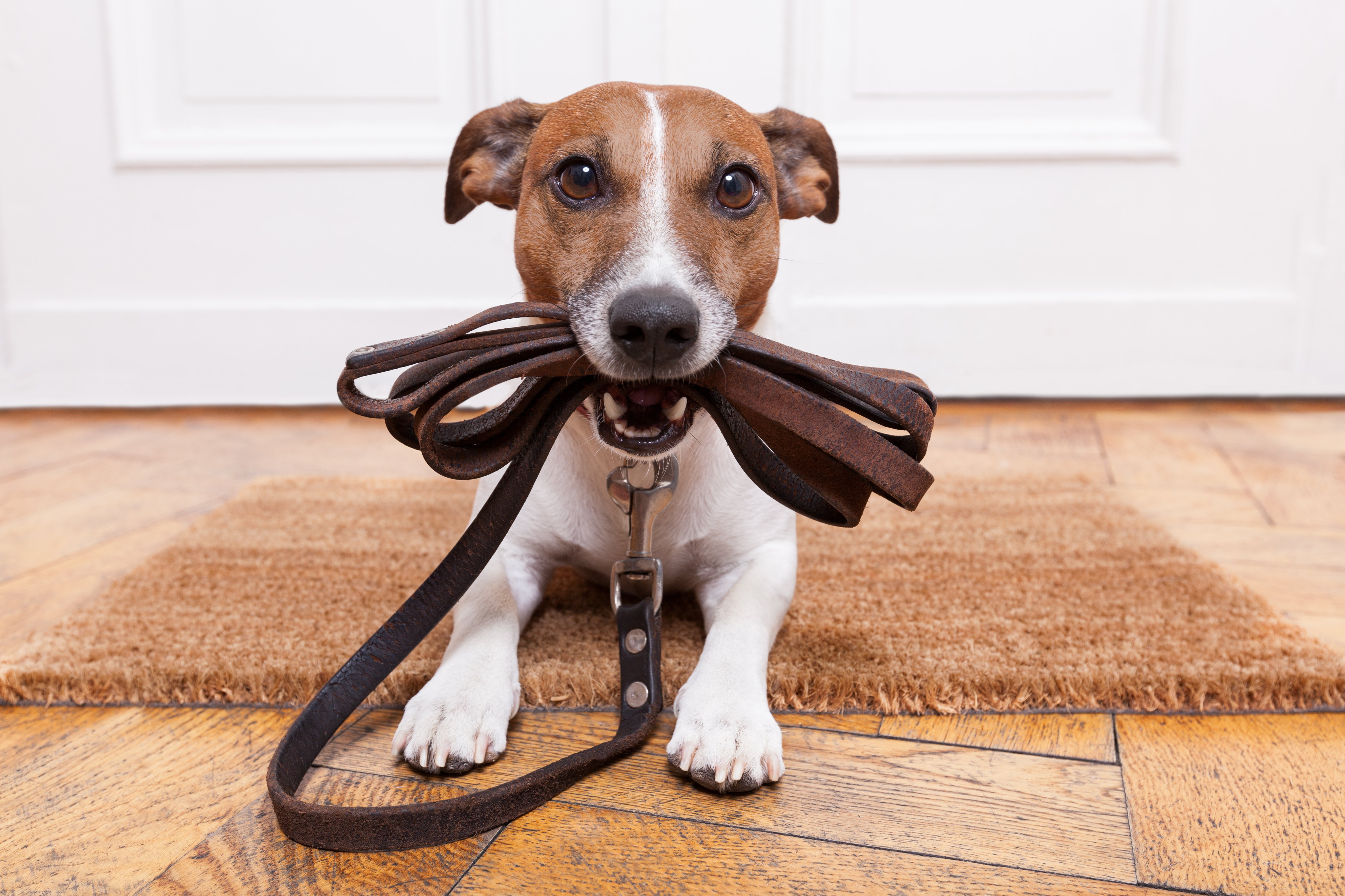 leash, Mat, Dog, Door Wallpaper