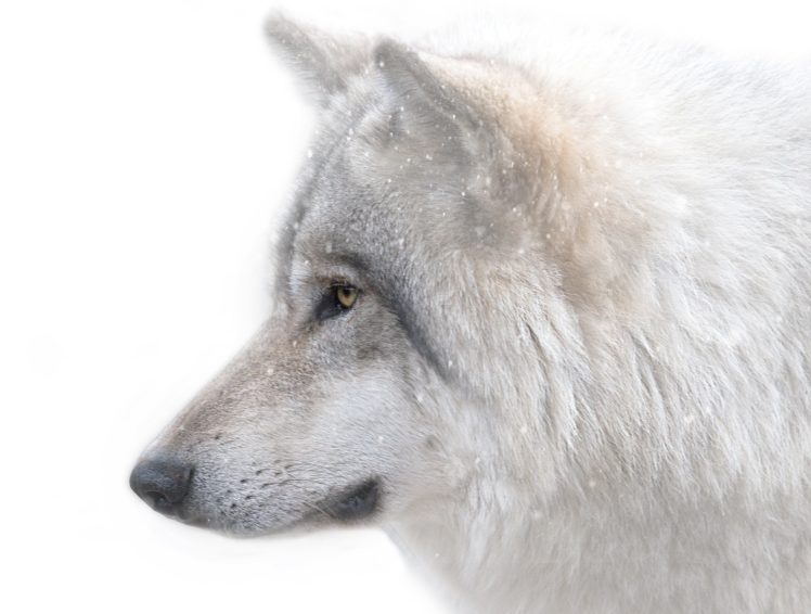 predator, The, Wolf, The, Muzzle HD Wallpaper Desktop Background