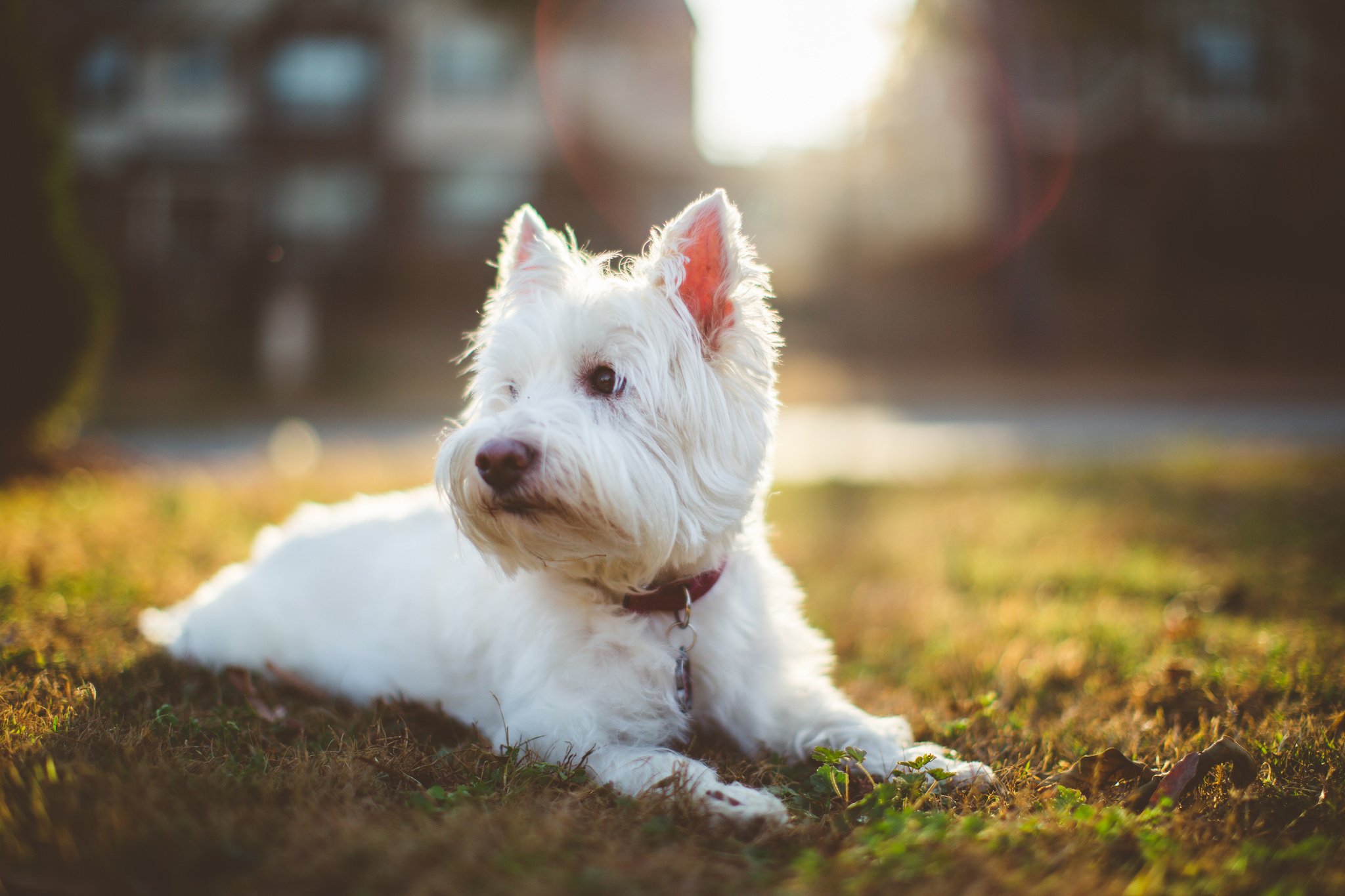 shaggy, White, Dog Wallpapers HD / Desktop and Mobile Backgrounds