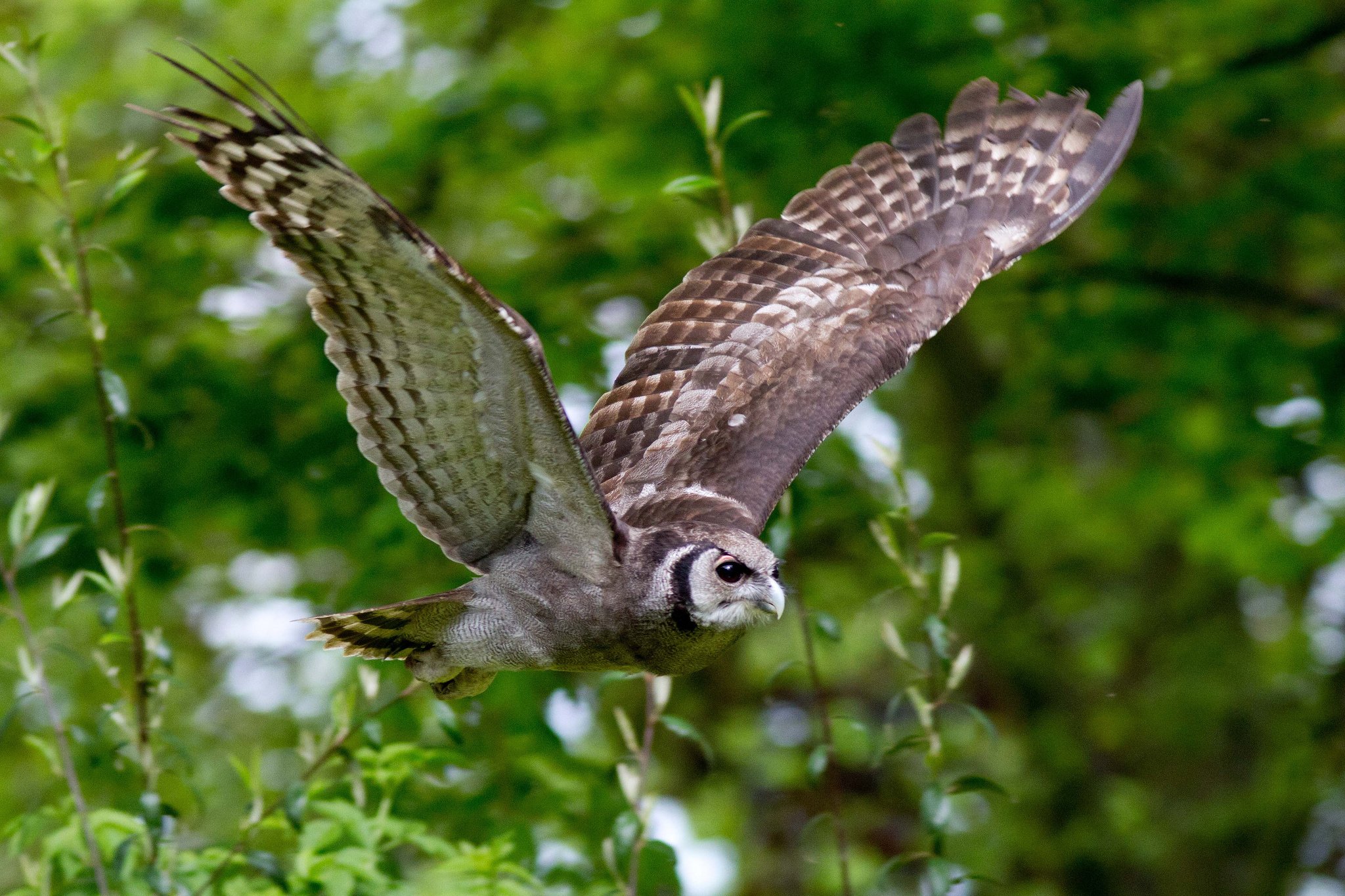 wings, Owl, Bird, Flying, Branches Wallpaper