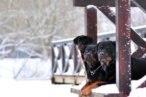 winter, Background, Dog
