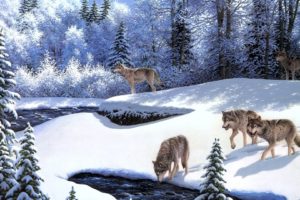 wolf, Winter