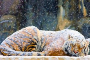 art, Paintings, Tiger, Winter, Snow, Flakes