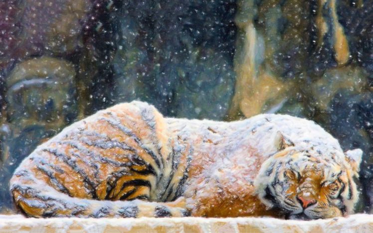 art, Paintings, Tiger, Winter, Snow, Flakes HD Wallpaper Desktop Background