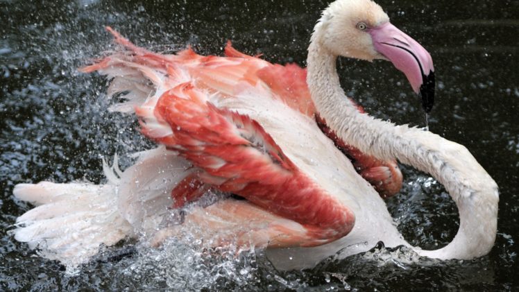 birds, Flamingo, Spray, Animals HD Wallpaper Desktop Background