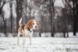 dogs, Beagle, Snow, Animals, Puppy, Winter