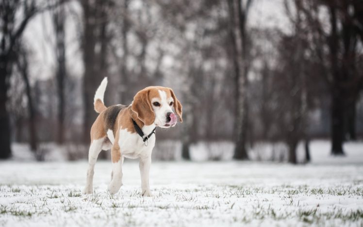 dogs, Beagle, Snow, Animals, Puppy, Winter HD Wallpaper Desktop Background