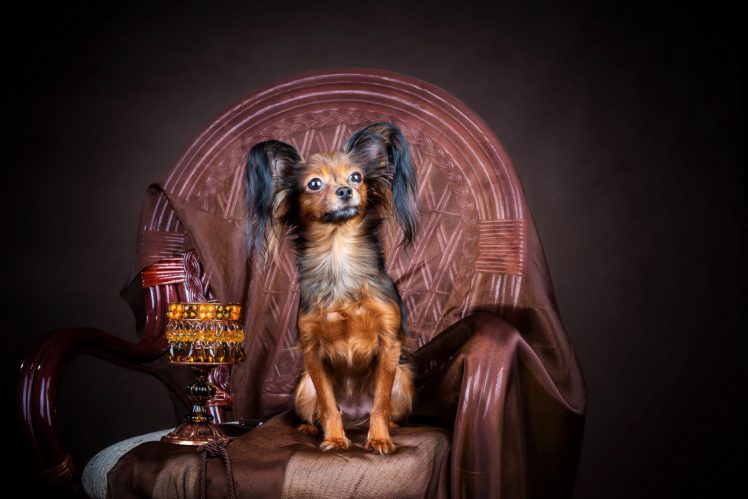 dogs, Russian, Toy, Terrier, Armchair, Animals HD Wallpaper Desktop Background