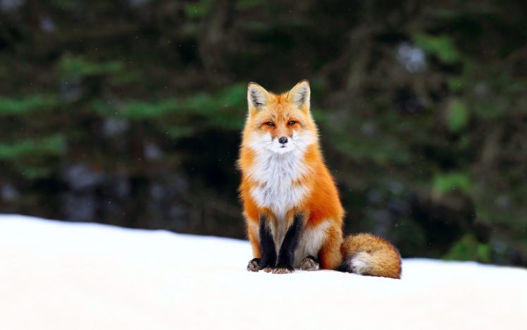 fox, Winter, Snow HD Wallpaper Desktop Background