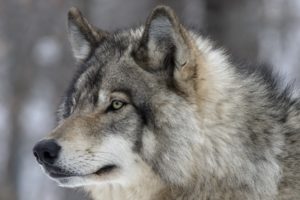 wolves, Glance, Snout, Animals, Wolf