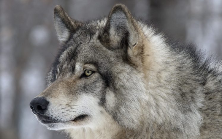 wolves, Glance, Snout, Animals, Wolf HD Wallpaper Desktop Background