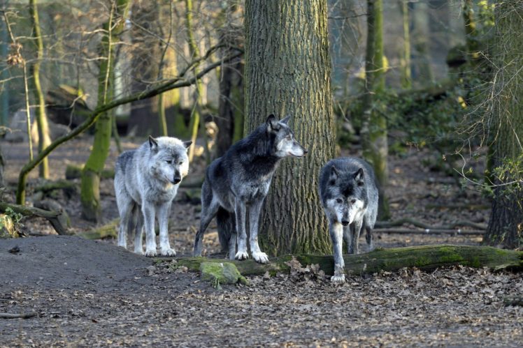 wolves, Forest, Wolf HD Wallpaper Desktop Background