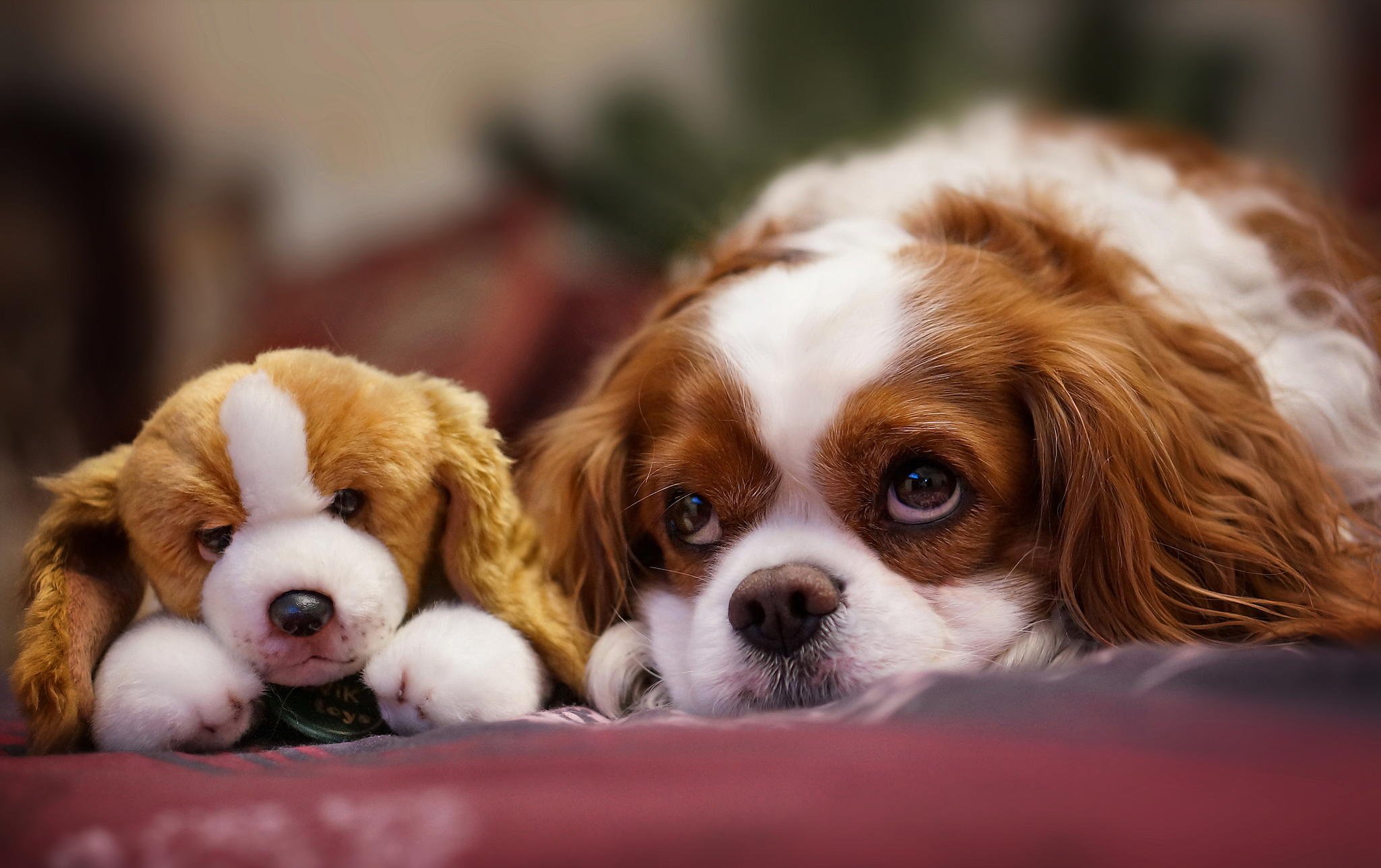 dog, Toy, Look, Dogs Wallpaper