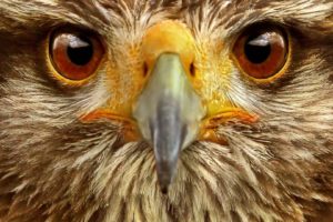 eagle, Hawk, Eyes
