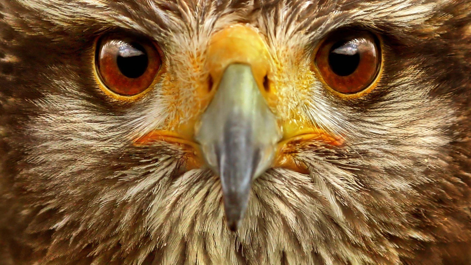 eagle, Hawk, Eyes Wallpaper