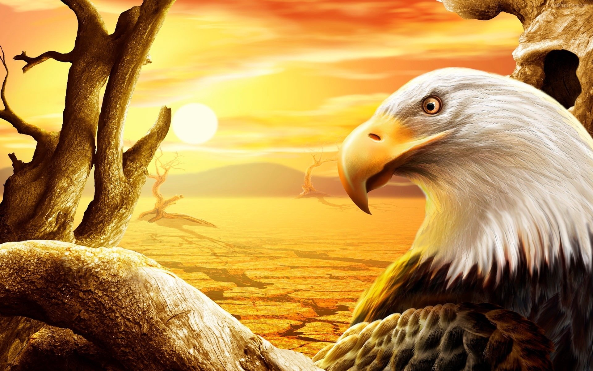 eagle, Proud, Bird Wallpaper