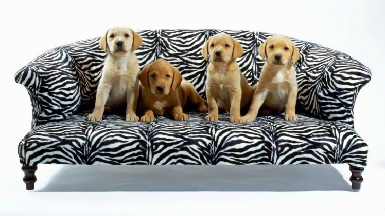 puppy, Cute, Puppies HD Wallpaper Desktop Background